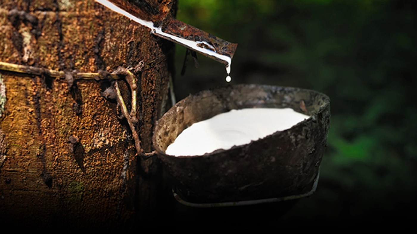 4 ปัจจัยหลักดันราคา ยาง ทะลุ 60 บาท/กก.