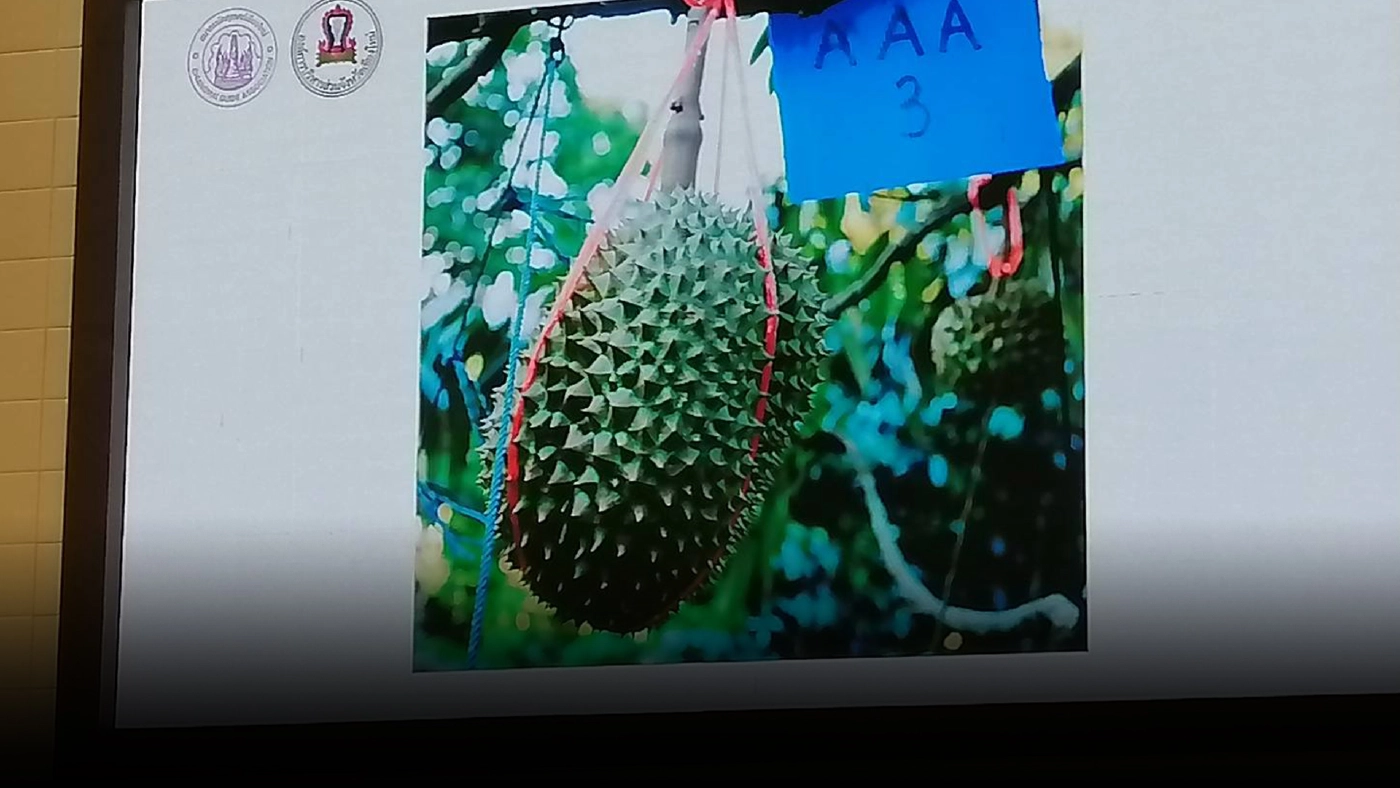 ประมูลทุเรียนหมอนทองน้ำแร่แม่ออนลูกละ 2 หมื่น ช่วยไกด์