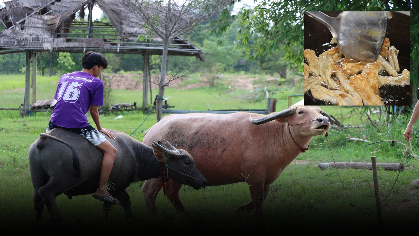 ชิมโรตีกล้วยตาก 1 เดียวในไทย-ขี่ควายชมวิวท้องทุ่งนาที่ฟาร์มรักนะ
