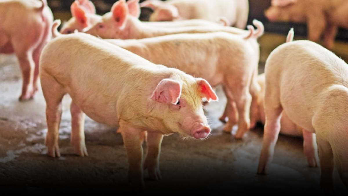 สภาเกษตรฯหวั่นสูญ 1.5 แสนล้าน จี้รัฐสกัด หมู ป่วย สภาเกษตรฯหวั่นสูญ 1.5 แสนล้าน จี้รัฐสกัด หมู ป่วย