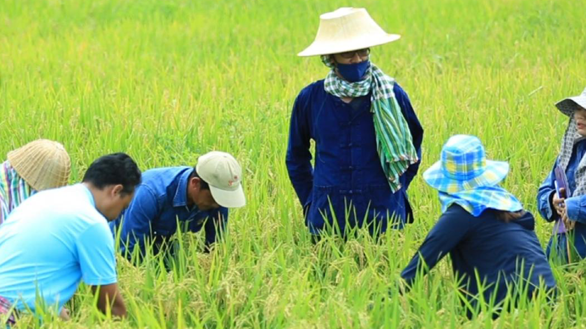 โรงสี ‘เพิ่ม‘ ค่าข้าว หนุนชาวนาใช้เมล็ดพันธุ์เกรดเอ โรงสี ‘เพิ่ม‘ ค่าข้าว หนุนชาวนาใช้เมล็ดพันธุ์เกรดเอ