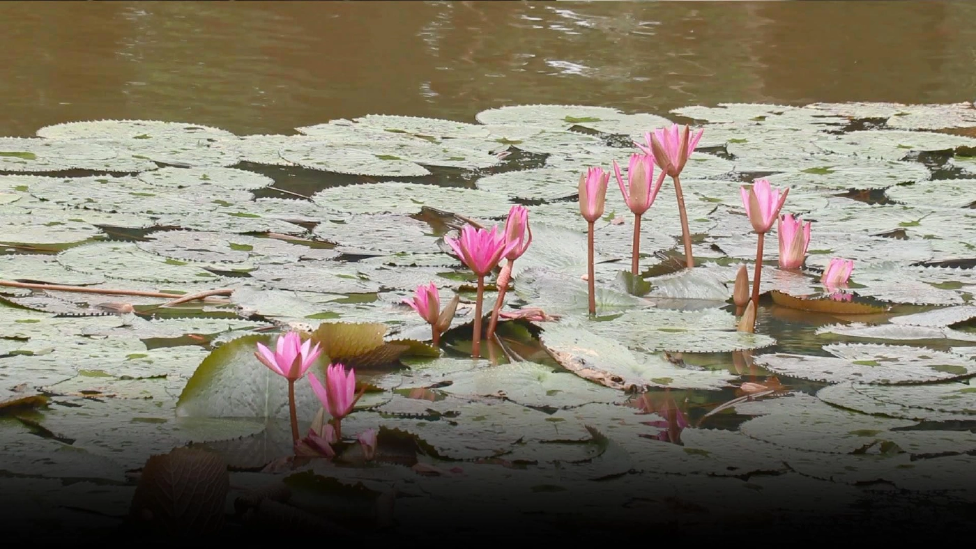 "ดอกบัวแดง"บานสะพรั่งสวยงามรับหน้าฝน "ดอกบัวแดง"บานสะพรั่งสวยงามรับหน้าฝน