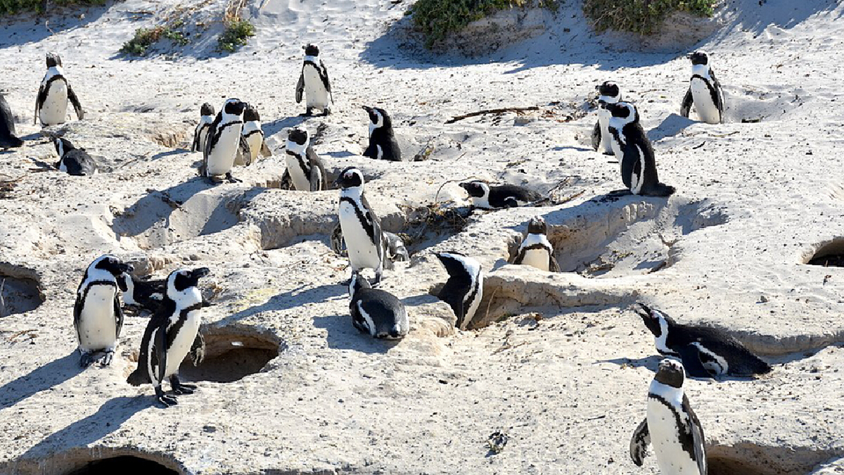 นกเพนกวินกว่าครึ่งร้อยเสร็จ....ถูกผึ้งรุมต่อย นกเพนกวินกว่าครึ่งร้อยเสร็จ....ถูกผึ้งรุมต่อย