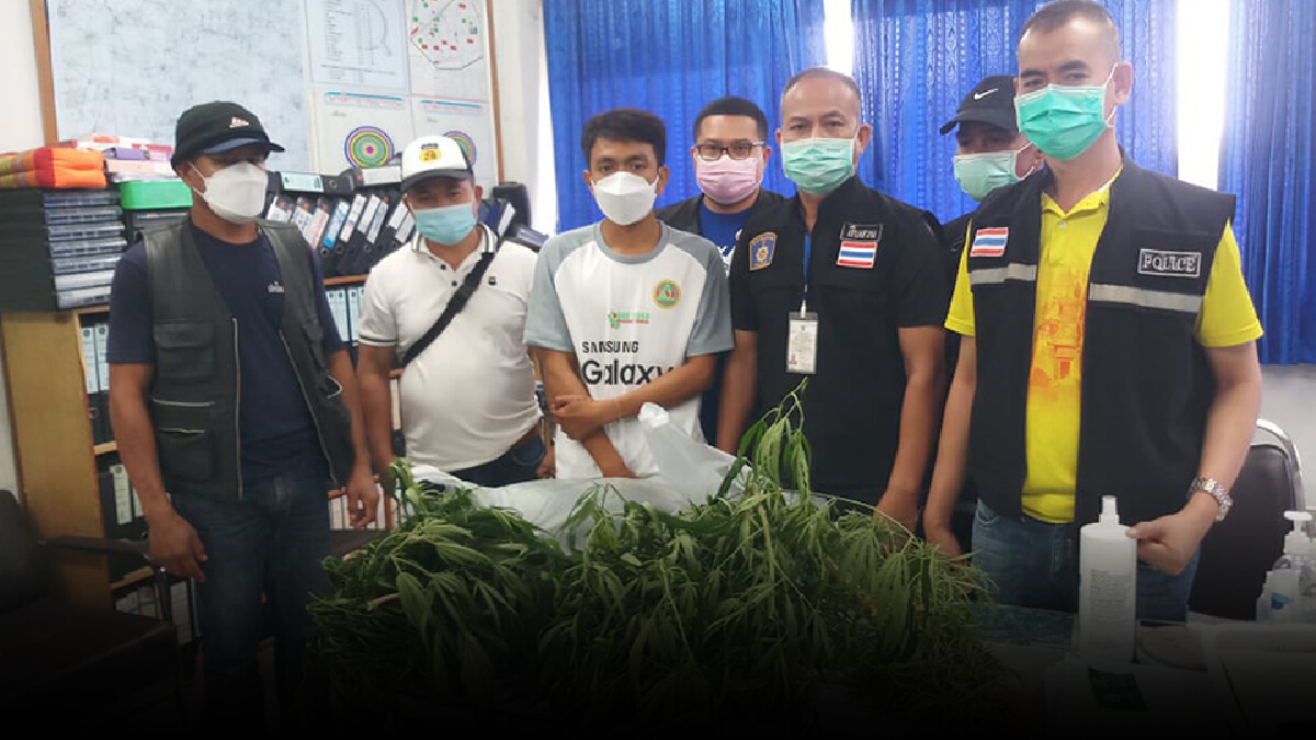 รวบวัยรุ่นหัวใสปลูกกัญชาอ้างเอาไว้ทำอาหาร รวบวัยรุ่นหัวใสปลูกกัญชาอ้างเอาไว้ทำอาหาร