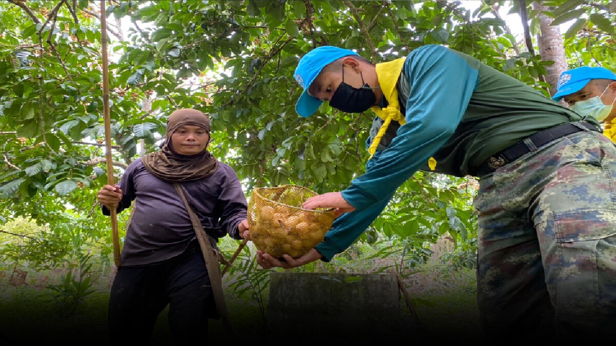 ทหารภาค3 ช่วยเก็บ-รับซื้อ "ลองกองลับแล" ทหารภาค3 ช่วยเก็บ-รับซื้อ "ลองกองลับแล"