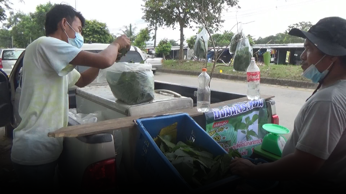 เปิดท้ายขาย ใบกระท่อม กำไร 3 หมื่น/เดือน