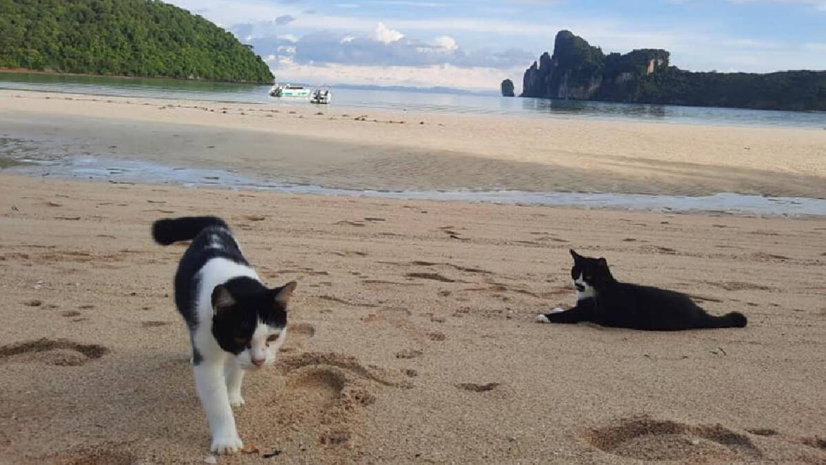น้องเหมียวติดเกาะพีพีนับพันตัว ผู้ใจบุญแห่บริจาคช่วยเหลือ น้องเหมียวติดเกาะพีพีนับพันตัว ผู้ใจบุญแห่บริจาคช่วยเหลือ