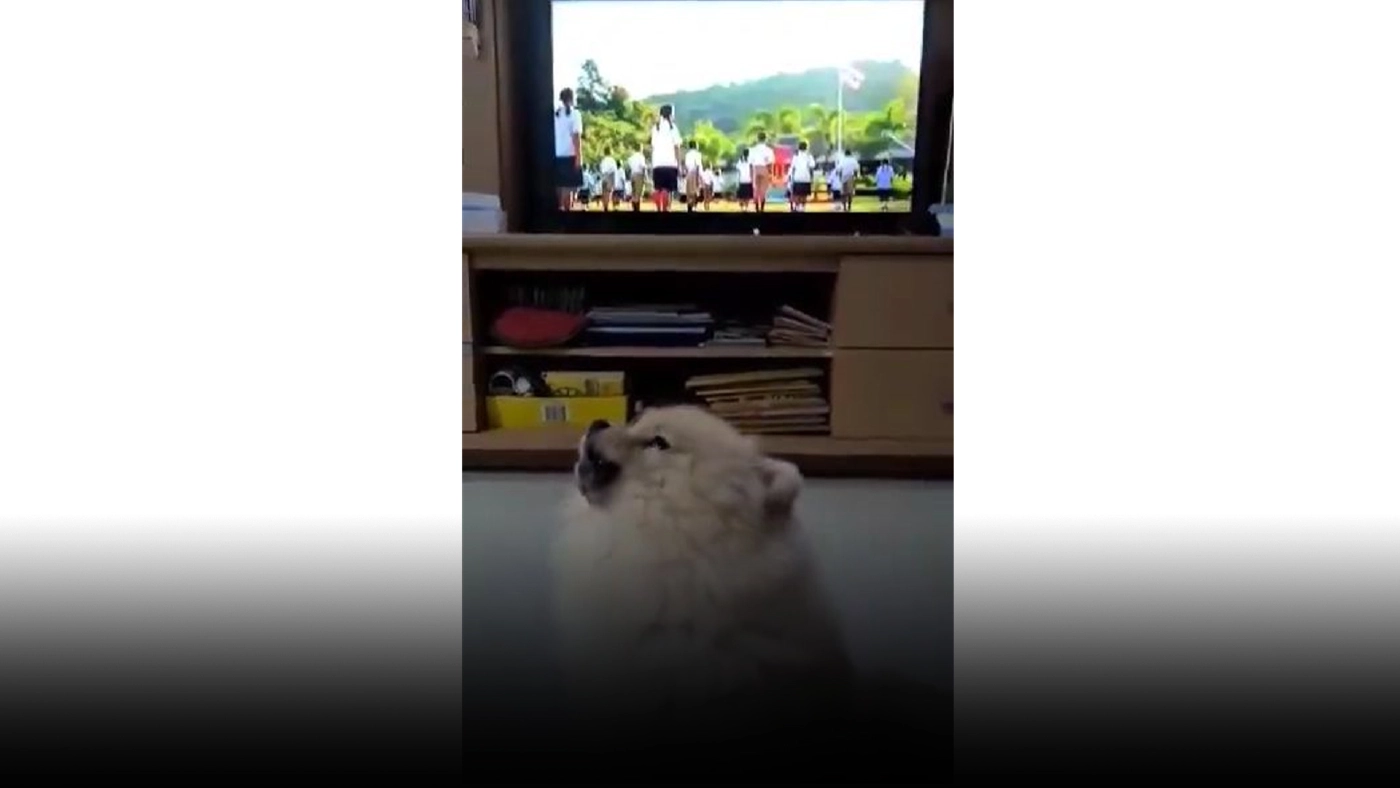 สุดแปลก สุนัขแสนรู้ยืนตรงร้องเพลงชาติไทยทุกเช้า-เย็น