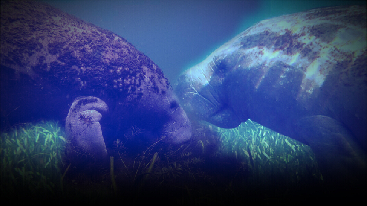 "พะยูน-เต่าทะเล" นักปลูกแห่งท้องทะเล "พะยูน-เต่าทะเล" นักปลูกแห่งท้องทะเล