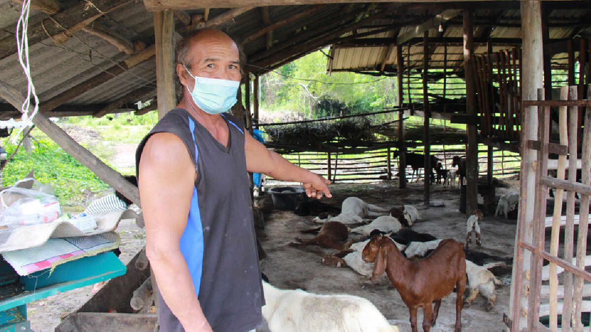 หวั่นโรคระบาด วันเดียวแพะล้มตาย 14 ตัวไม่รู้สาเหตุ หวั่นโรคระบาด วันเดียวแพะล้มตาย 14 ตัวไม่รู้สาเหตุ