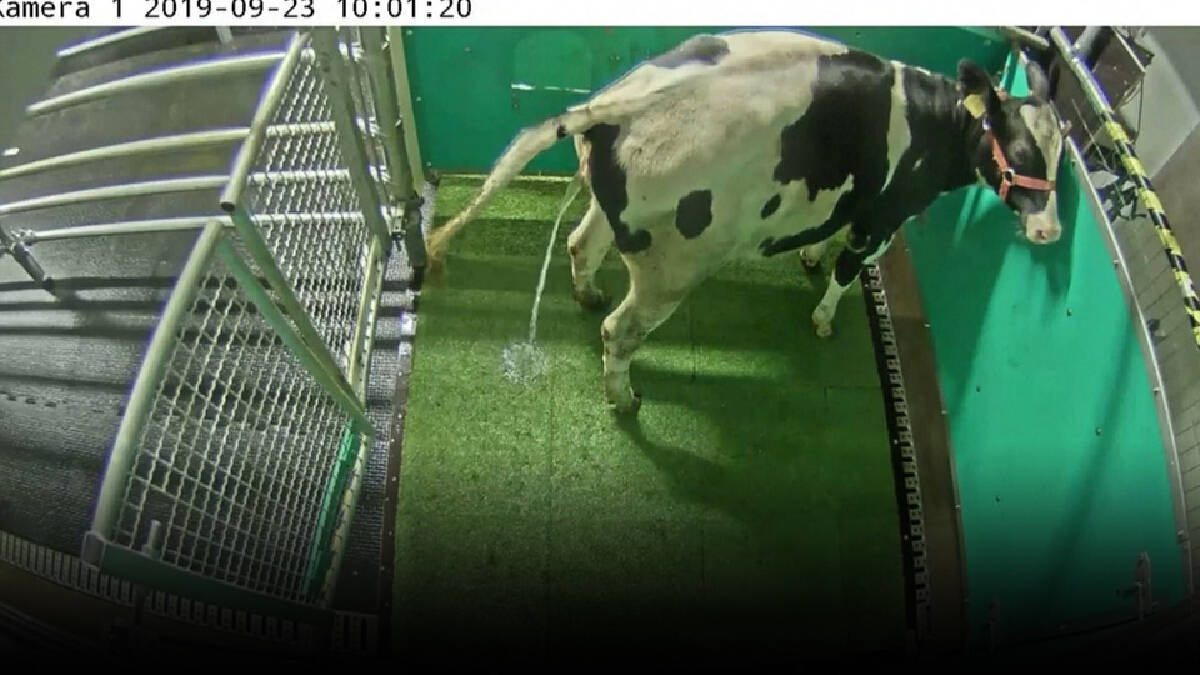 ฝึกวัวฉี่เป็นที่เป็นทางทำได้จริง ลดโลกร้อน ฝึกวัวฉี่เป็นที่เป็นทางทำได้จริง ลดโลกร้อน