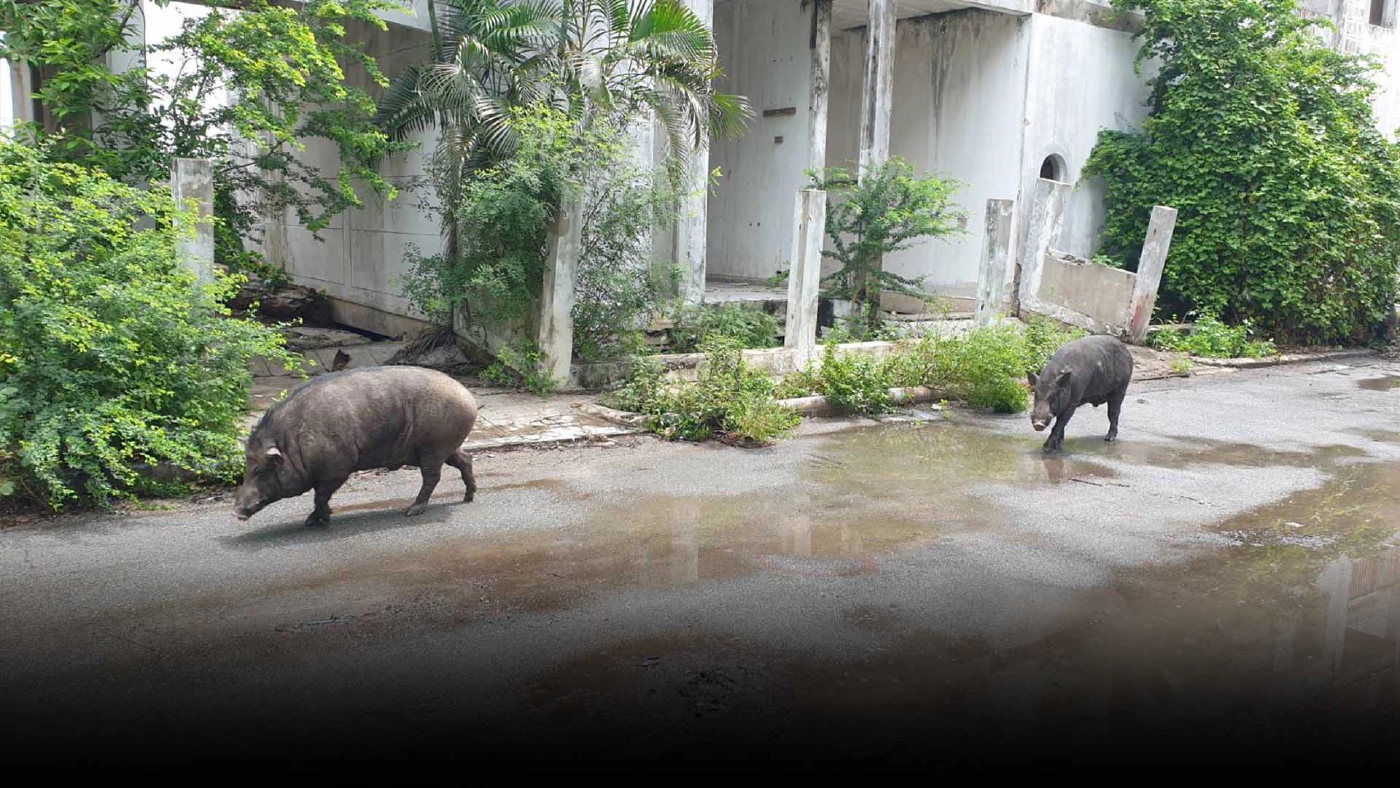 เร่งช่วย“หมูป่า” เคราะห์ซ้ำเจอสาวถูกขืนใจบ้านร้าง