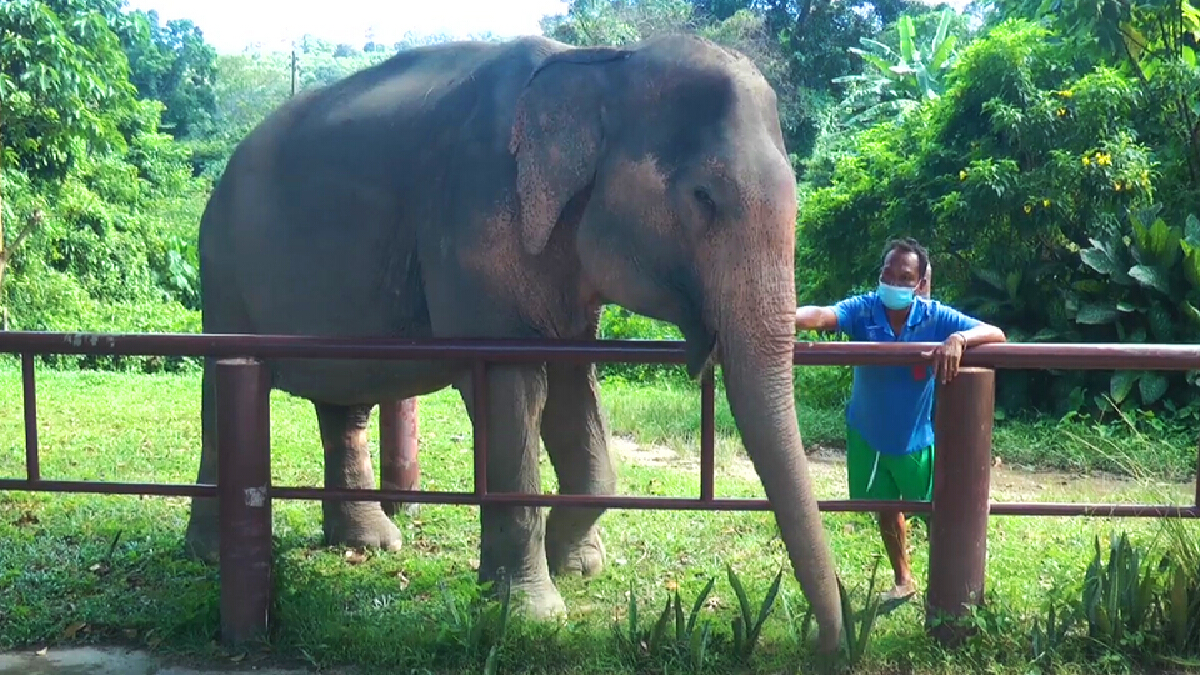 “พังโย” เดินทางกลับสุรินทร์บ้านเกิดด้วยความเรียบร้อย