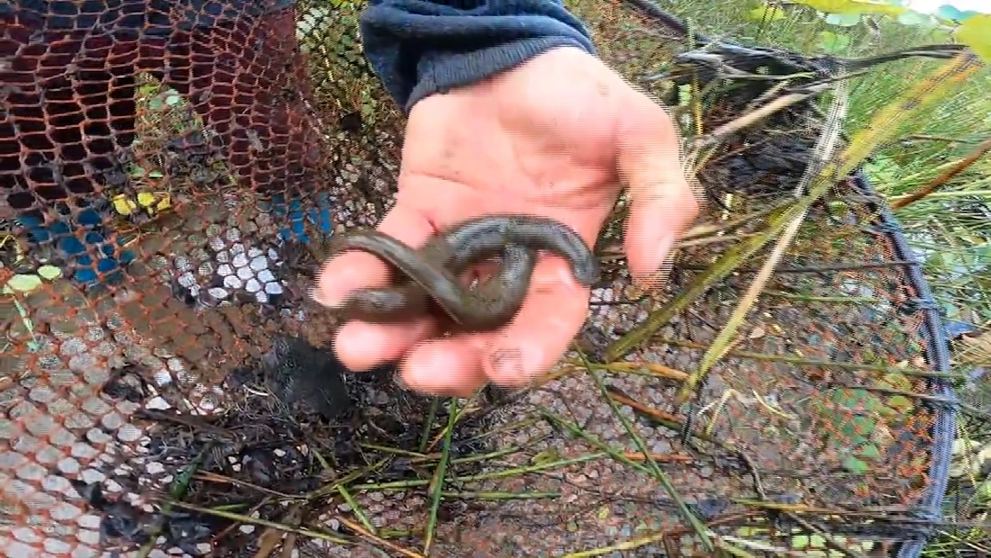 ชาวนาหว้าแห่ล่า ‘ปลิงควาย‘ แลกเงินแสน