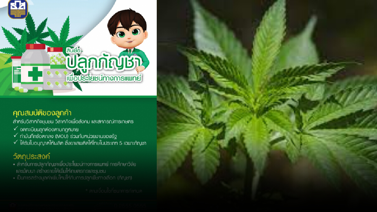 ธ.ก.ส. เปิดตัวสินเชื่อหนุนปลูกกัญชาดอกเบี้ย 0.01% ต่อปี