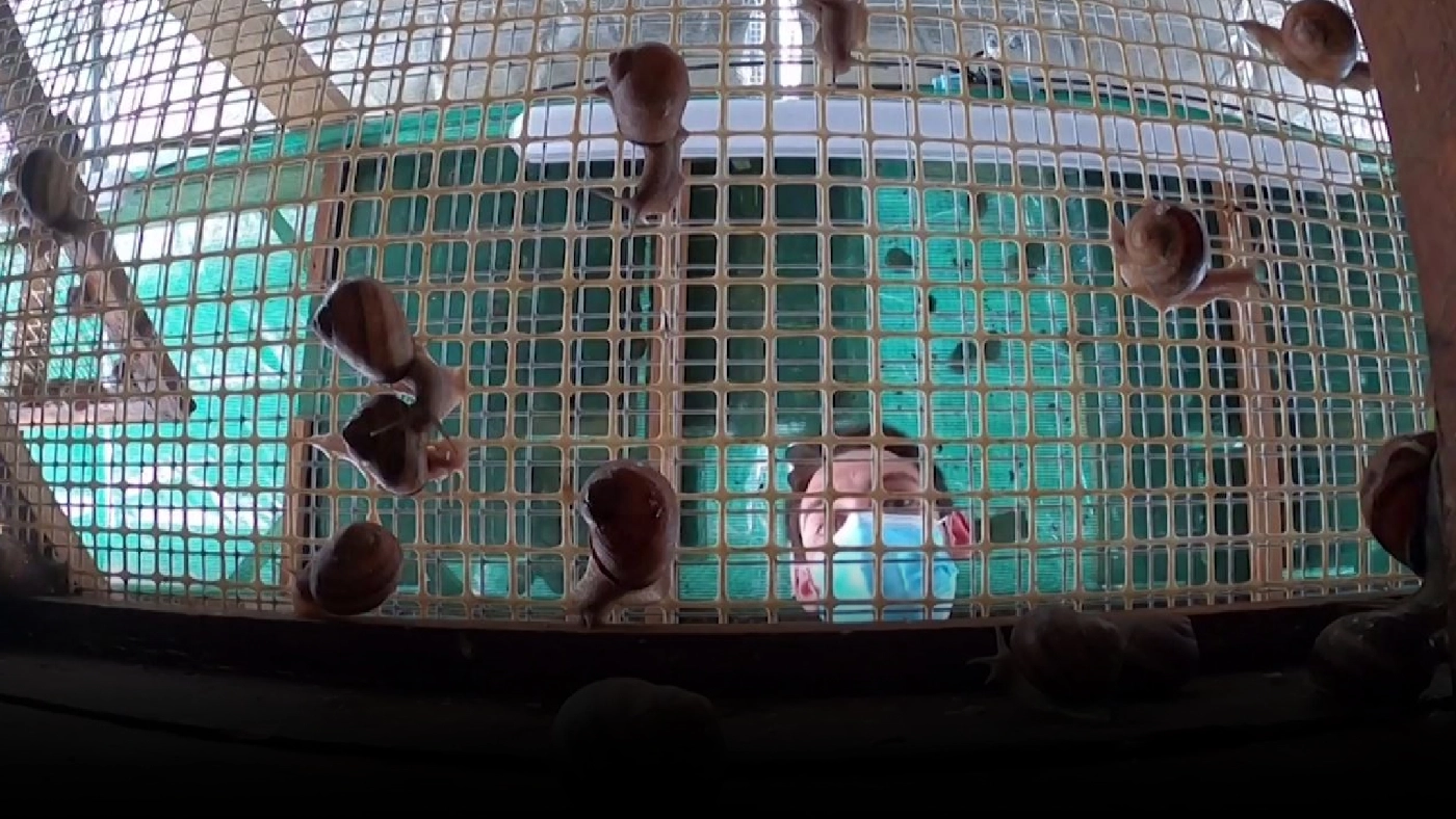 "เมือกหอยทาก" กับอุตสาหกรรมความงามยุโรป