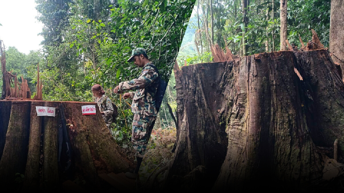 ตะลึง ! “ทหารพราน” ยึดไม้ตะเคียนยักษ์ 15 ต้น คาดนายทุนออเดอร์ทำเฟอร์นิเจอร์ ตะลึง ! “ทหารพราน” ยึดไม้ตะเคียนยักษ์ 15 ต้น คาดนายทุนออเดอร์ทำเฟอร์นิเจอร์