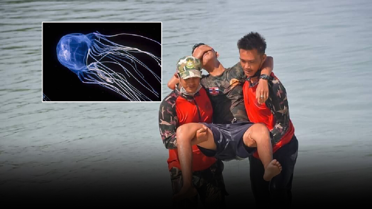 เฝ้าระวังรับมือแมงกะพรุนกล่องช่วงหน้าฝน