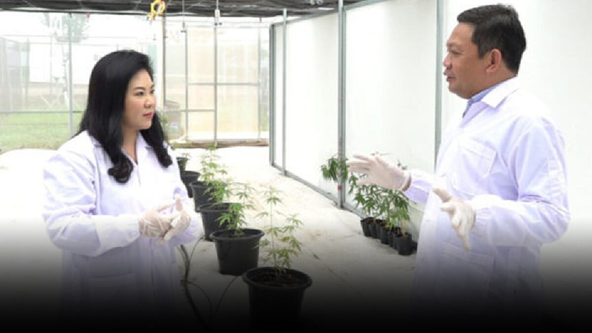 เอ๋ อุนารินทร์ เผย CSF ปลูกกัญชง-กัญชาได้ในทุกสภาวะ ทุกสายพันธุ์