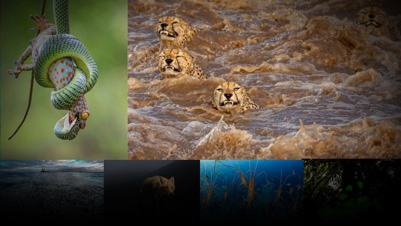 เจ๋ง! ภาพถ่ายสัตว์ป่าไทย เข้ารอบ Wildlife Photographer of the Year 2021