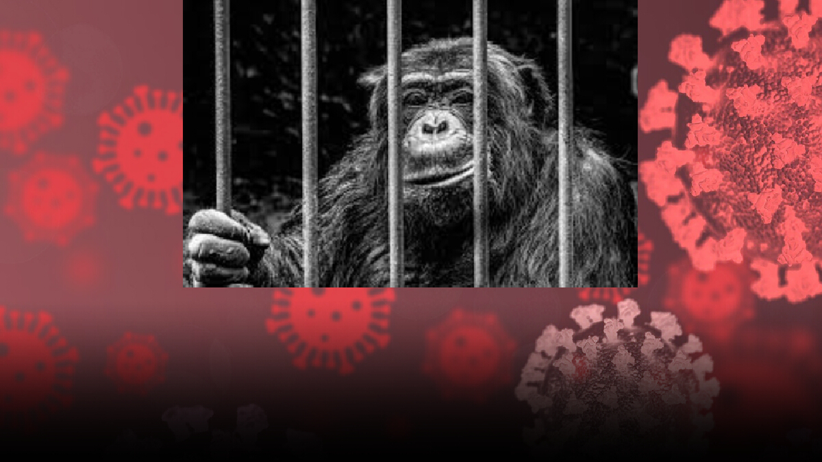 กอริลลา 13 ตัวติดโควิด-19 ในสวนสัตว์แอตแลนตา รัฐจอร์เจีย คาด ติดจากผู้ดูแล