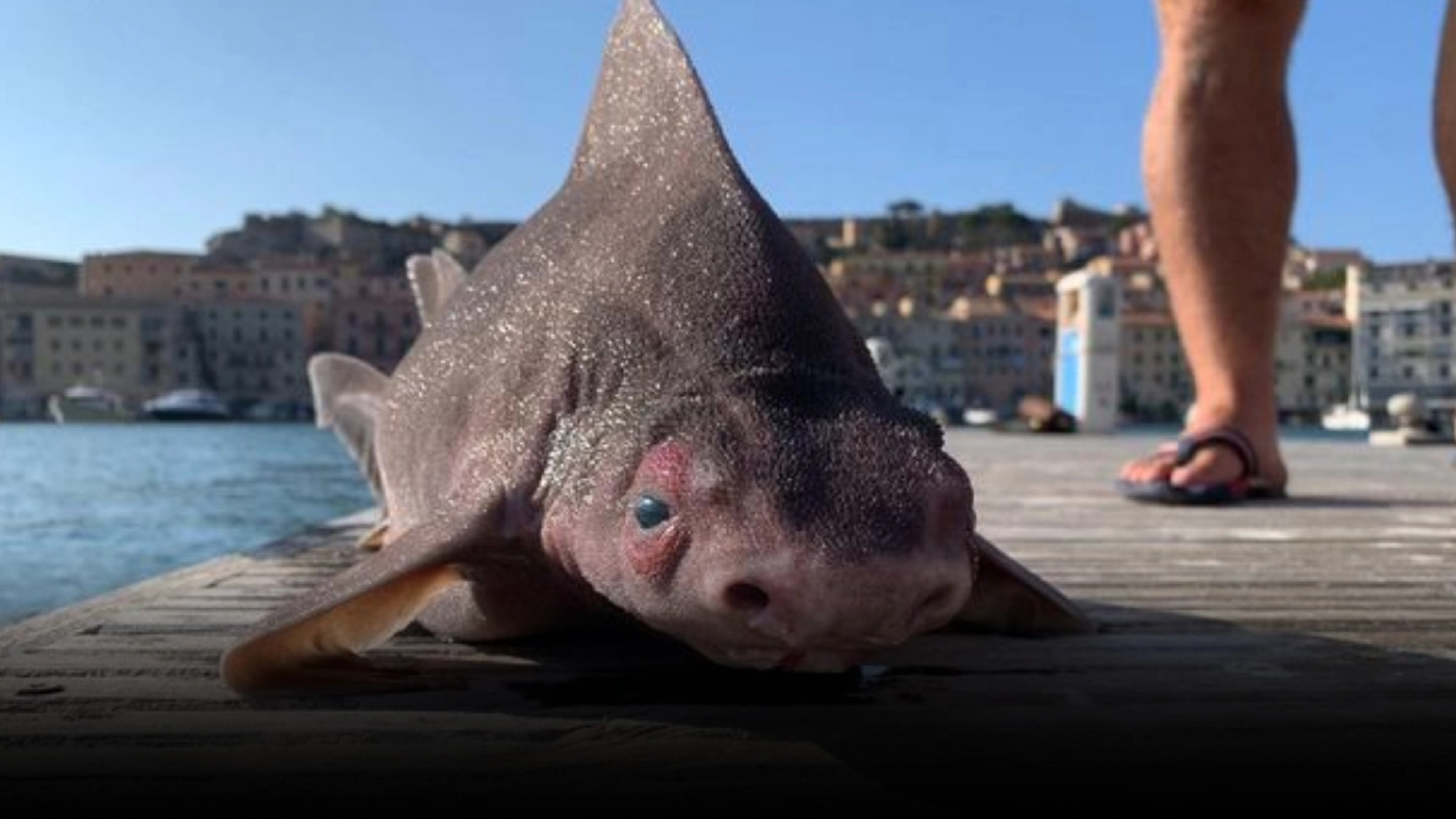 กะลาสีอิตาลีตื่น! พบปลาฉลามหน้าเหมือนหมู