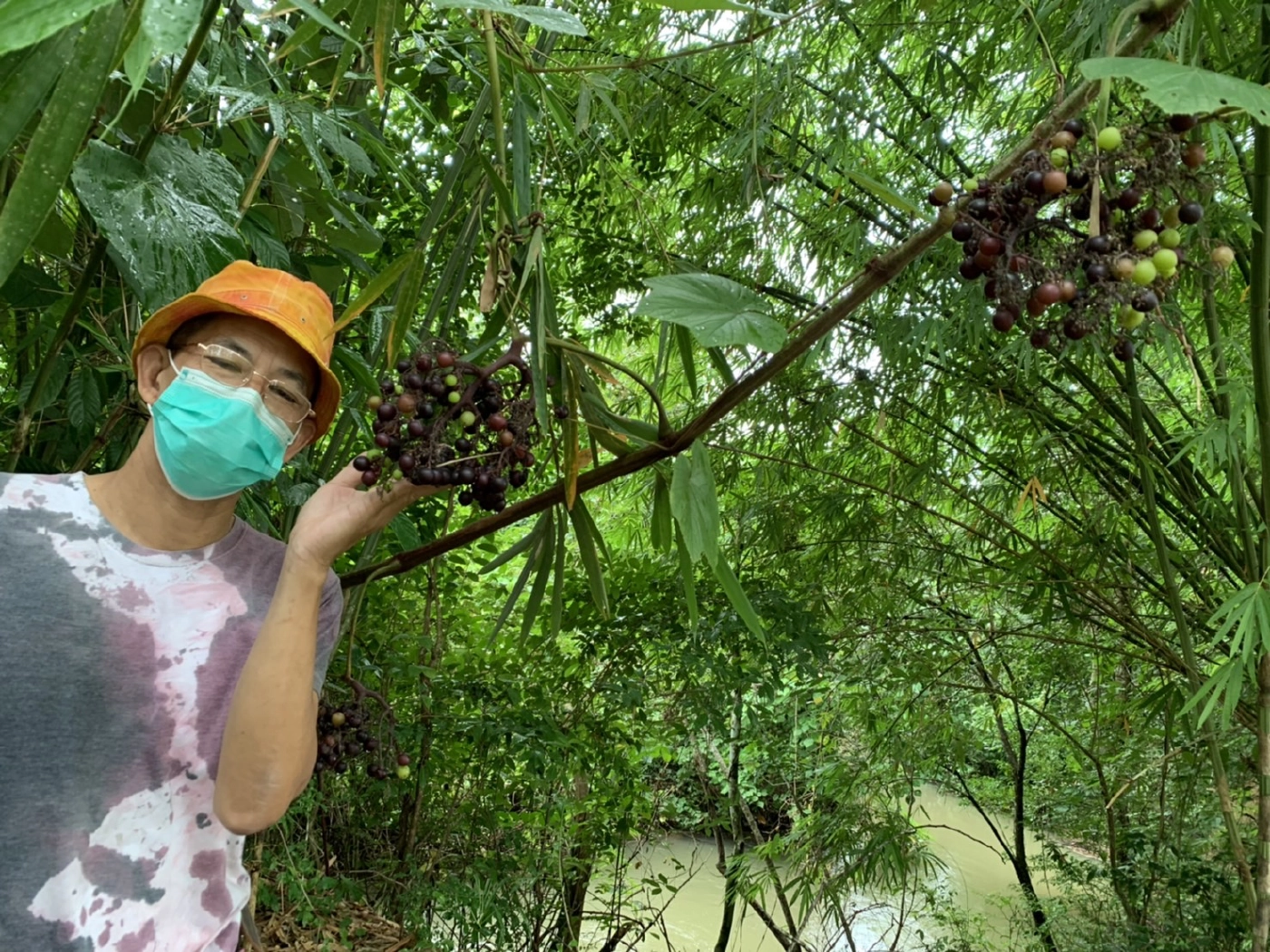 เปิดสวนให้กินองุ่นป่าฟรีบนเนื้อที่ 25 ไร่กว่าร้อยต้น