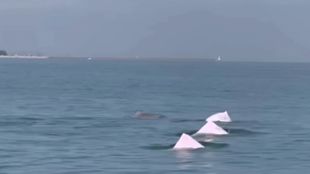 ภาพประทับใจโลมาสีชมพูอวดโฉมที่หาดสมิหลา