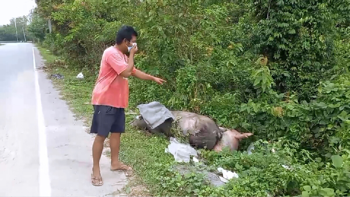ชาวบ้านโวย!พบซากหมูตายถูกทิ้งริมถนน หวั่นเกิดโรคระบาด ชาวบ้านโวย!พบซากหมูตายถูกทิ้งริมถนน หวั่นเกิดโรคระบาด