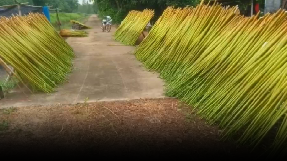 ชาวนาปราจีนฯหันปลูก โสน ทำเงินดีกว่าข้าว