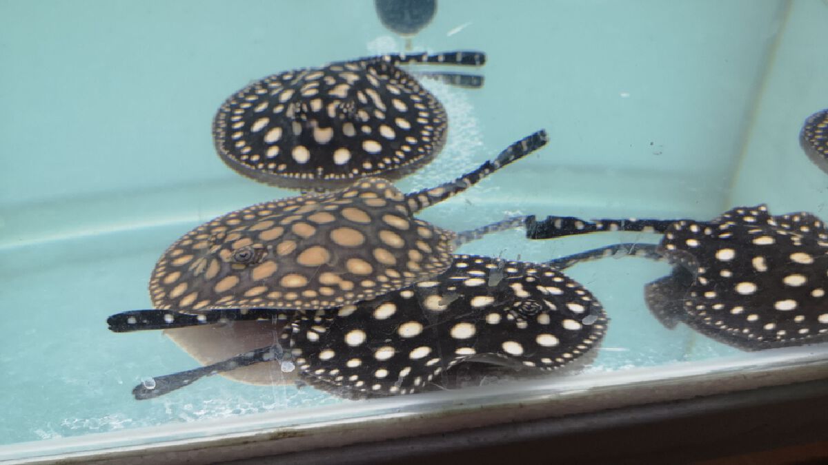 จองข้ามปี!! ปลากระเบนข้ามสายพันธุ์สวยงามส่งออก