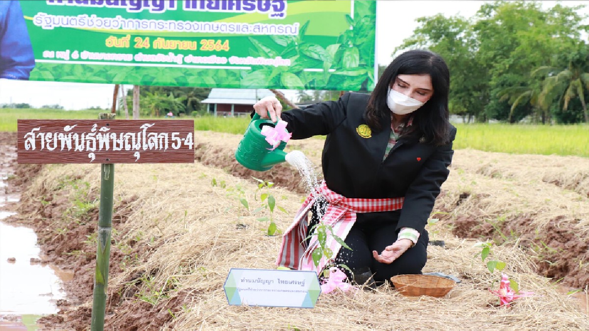 "มนัญญา"Kick Off ปลูก"ฟ้าทะลายโจร- สร้างรายได้ให้เกษตรกร