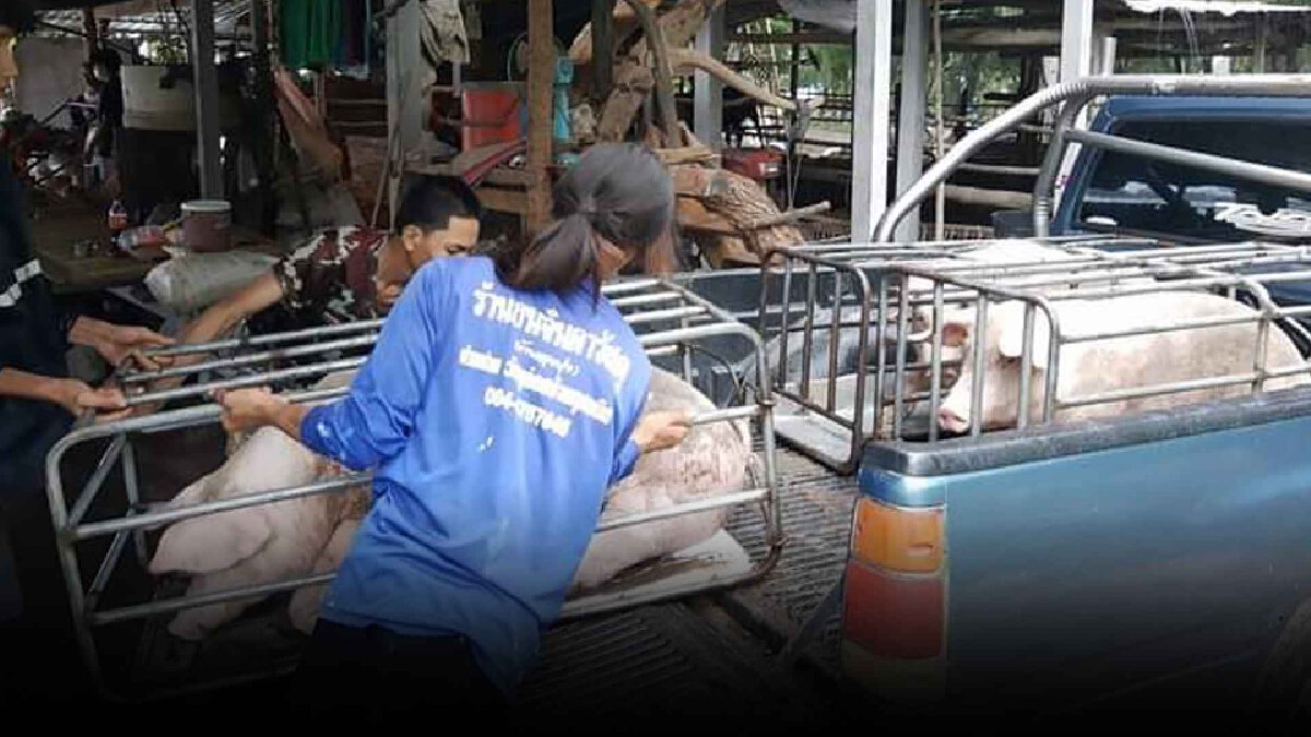 พิษเตี้ยนหมู่ชาวบ้าน เร่งย้ายหมูแม่ลูกอ่อนกว่า 30 ตัว หนีน้ำอย่างทุลักทุเล