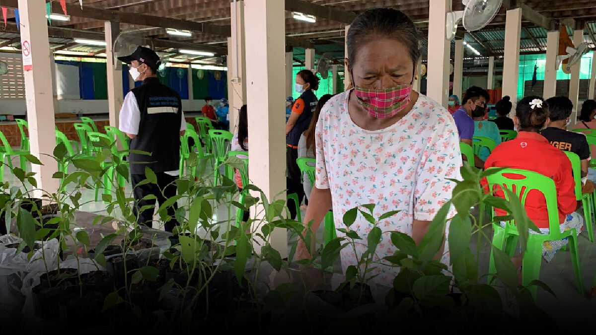 ศรีสะเกษ ฉีดวัคซีนวันนี้ถึงบ้านเรือน พร้อมแจกต้นพริกไปปลูกฟรี