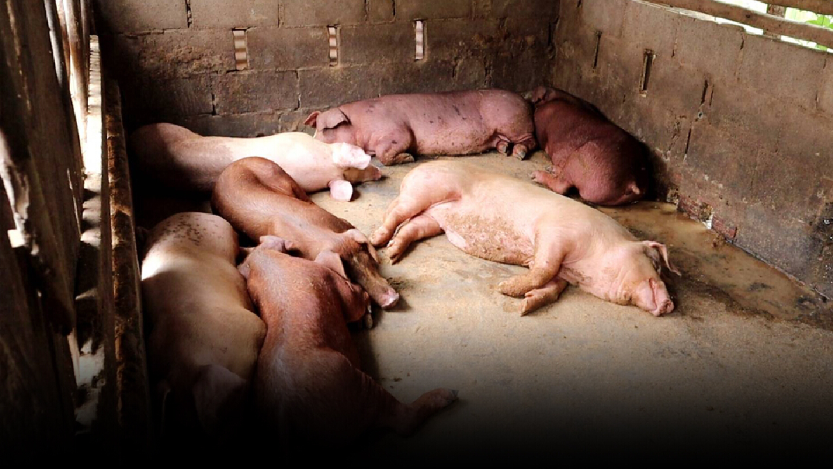 นครพนมพบโรคระบาดในหมู ล้มตายยกเล้านับร้อยตัว นครพนมพบโรคระบาดในหมู ล้มตายยกเล้านับร้อยตัว
