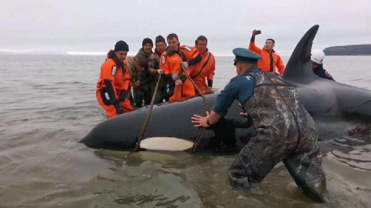ลูกวาฬเพชรฆาตเกยตื้นชายหาดในรัสเซีย ลูกวาฬเพชรฆาตเกยตื้นชายหาดในรัสเซีย