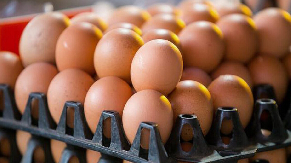 ปศุสัตว์แจงไม่มีการใช้โรคระบาดสกัดนำเข้าพ่อแม่พันธุ์ไก่ไข่