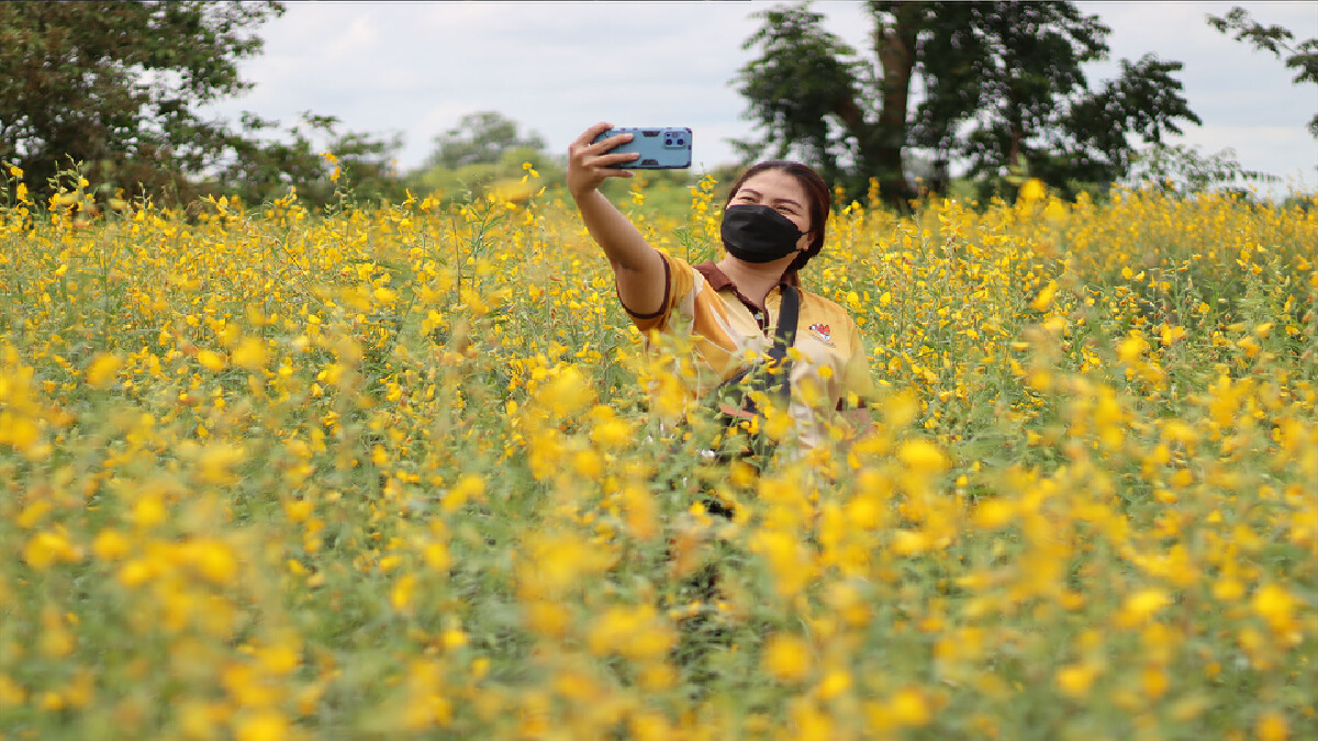 “ทุ่งปอเทือง”เหลืองอร่าม-จุดเช็คอินถ่ายรูปคลายเครียดโควิด