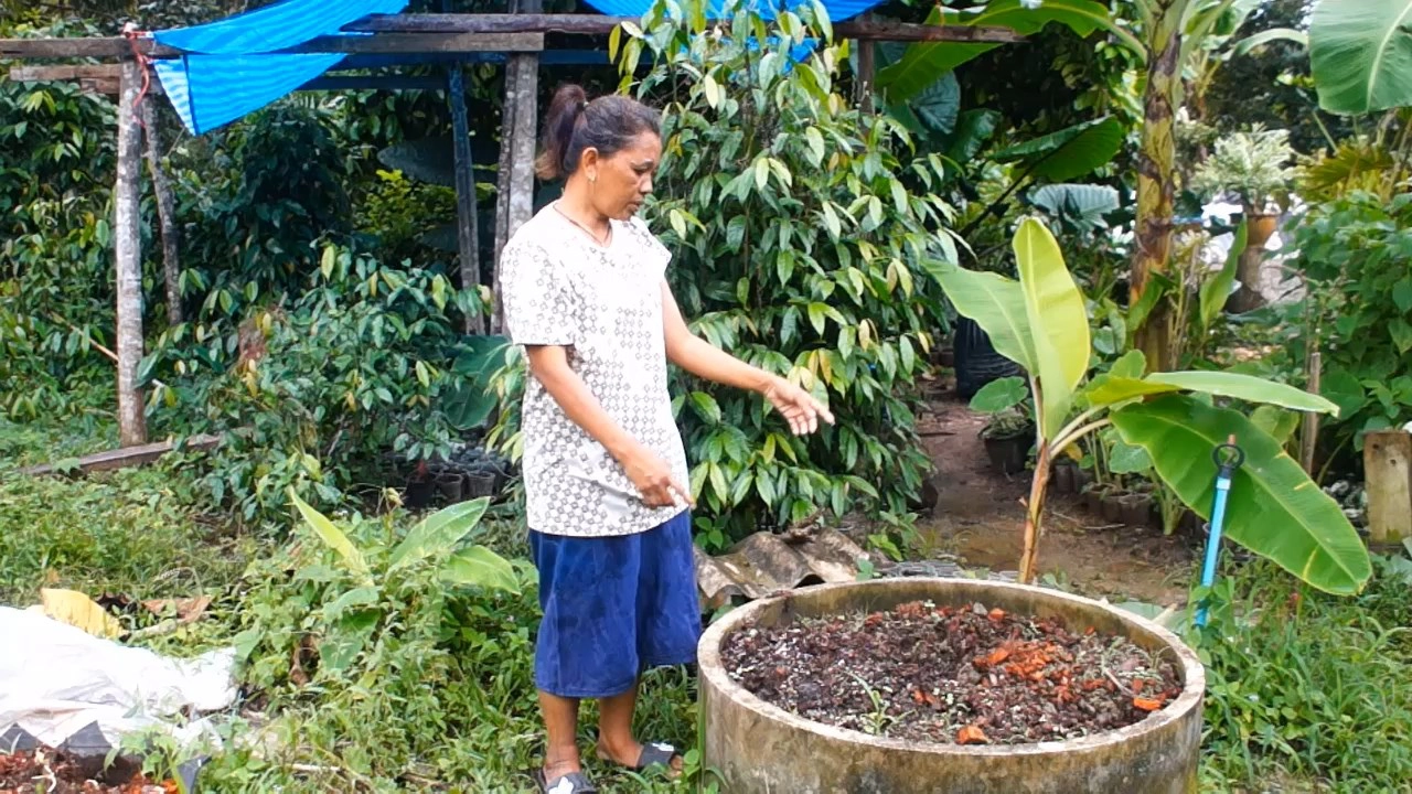 แค้นใจ!! กล้วยเล็บมือด่าง “ลายฟลอริด้า” ต้นเดียวในชุมพรมือดีย่องขโมยหาย แค้นใจ!! กล้วยเล็บมือด่าง “ลายฟลอริด้า” ต้นเดียวในชุมพรมือดีย่องขโมยหาย