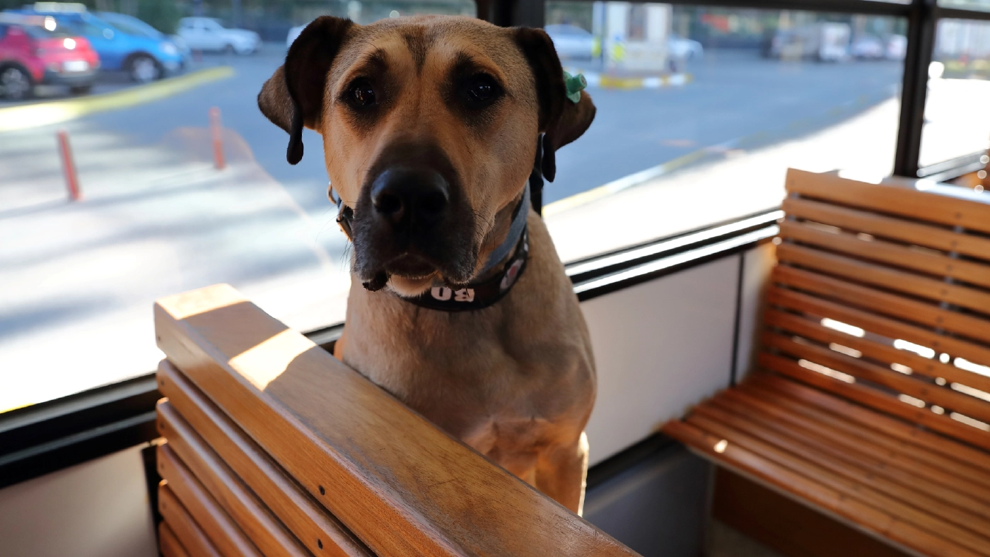 "โบจิ" น้องหมาตุรกีผู้รักการท่องเที่ยว