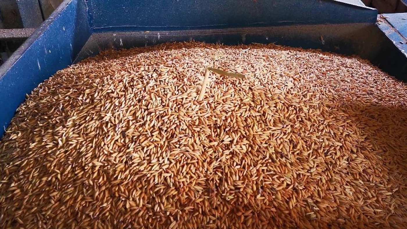 ชาวนาอ่วมข้าวเหนียวเขาวงราคาตกต่ำสุดในรอบ 20 ปีขายขาดทุนยับ