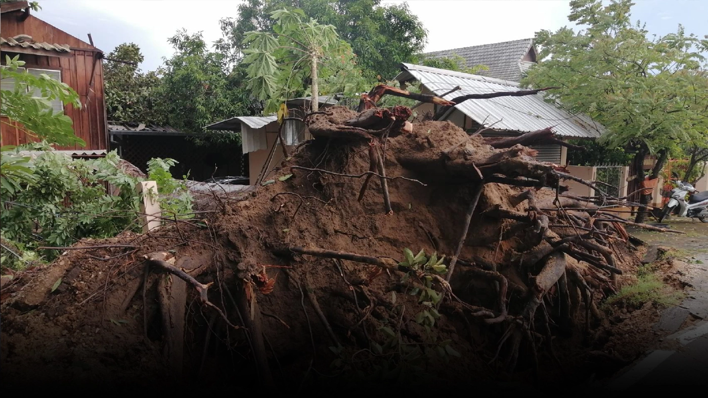 หมอต้นไม้เผยสาเหตุทำต้นยางนาโค่นล้มรุนแรง