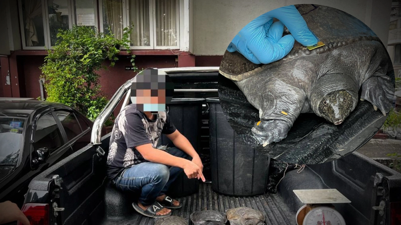 ชุดเหยี่ยวดง รวบพ่อค้าลักลอบขาย ‘ตะพาบ’ ผ่านทางออนไลน์