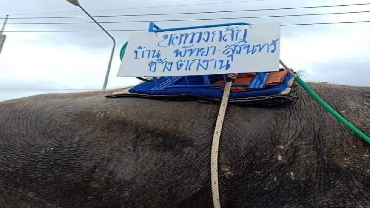"ช้างไลฟ์ ติ๊กตอก" ไม่พอยาไส้ ปางช้างไปต่อไม่ไหว "ช้างไลฟ์ ติ๊กตอก" ไม่พอยาไส้ ปางช้างไปต่อไม่ไหว
