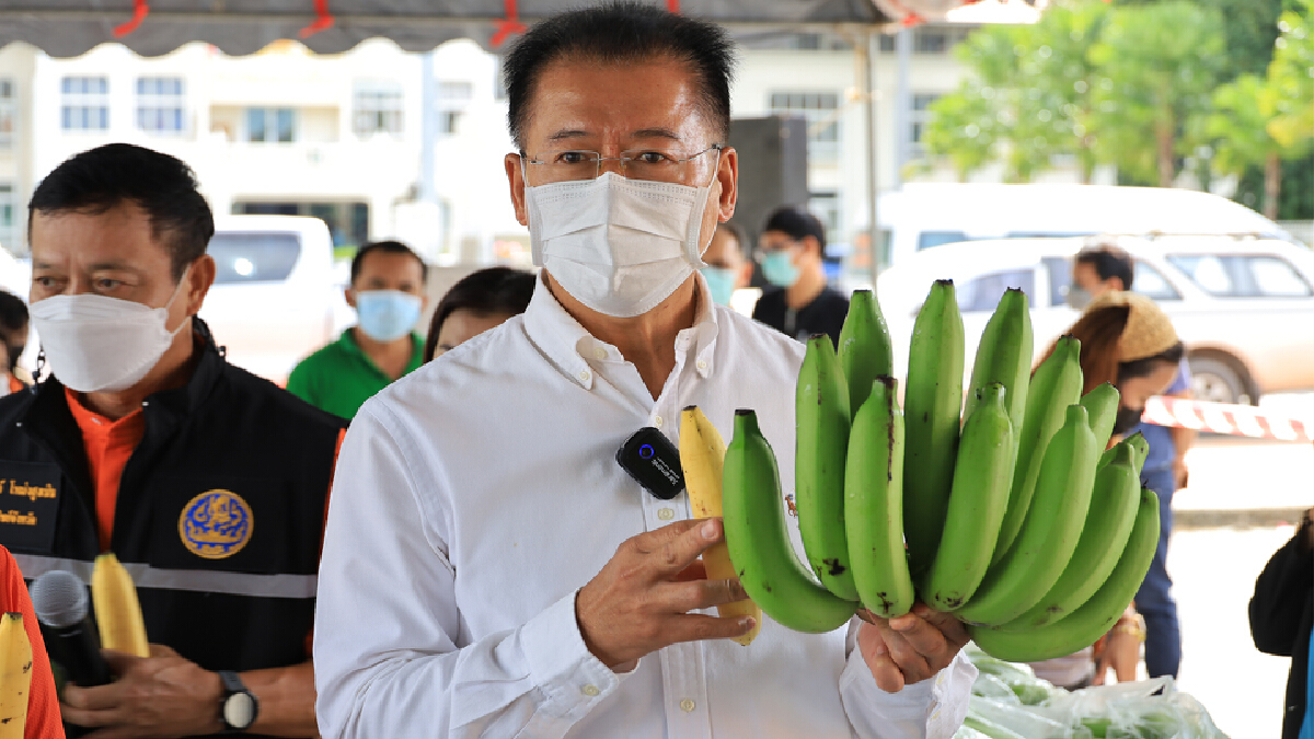 กล้วยหอมล้นตลาดผู้ว่าฯจัดตลาดนัดระบายผลผลิตกว่า 750 ตัน กล้วยหอมล้นตลาดผู้ว่าฯจัดตลาดนัดระบายผลผลิตกว่า 750 ตัน
