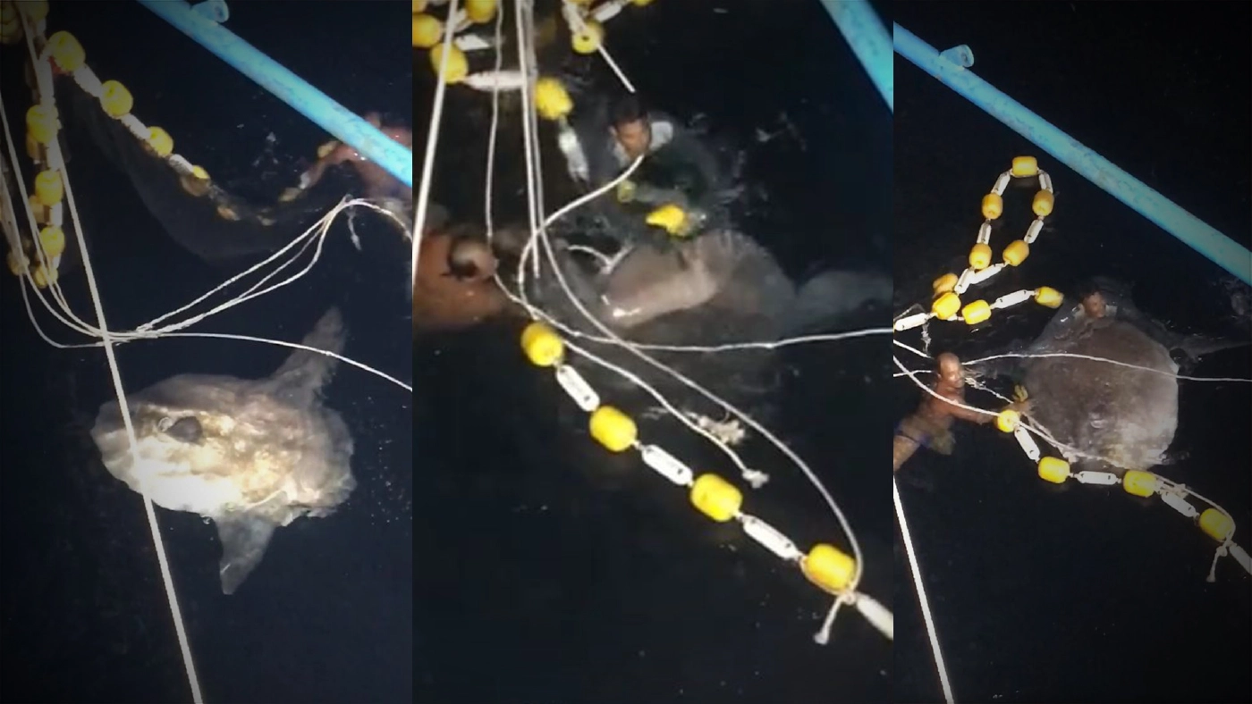 ชาวประมงปล่อยปลาแสงอาทิตย์ หลังติดอวนประมง