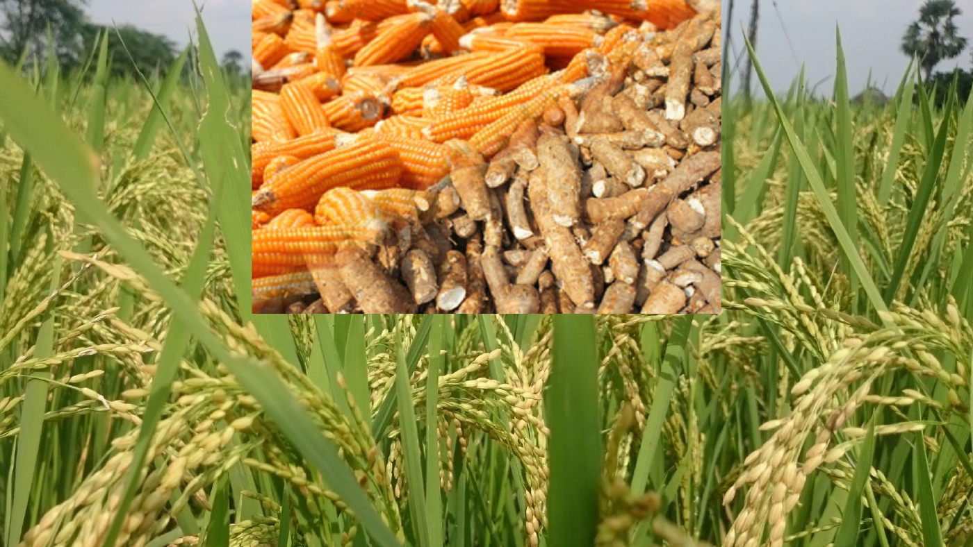 เช็กเลย เงินช่วยเหลือเกษตรกร ข้าว มันสำปะหลัง ข้าวโพด