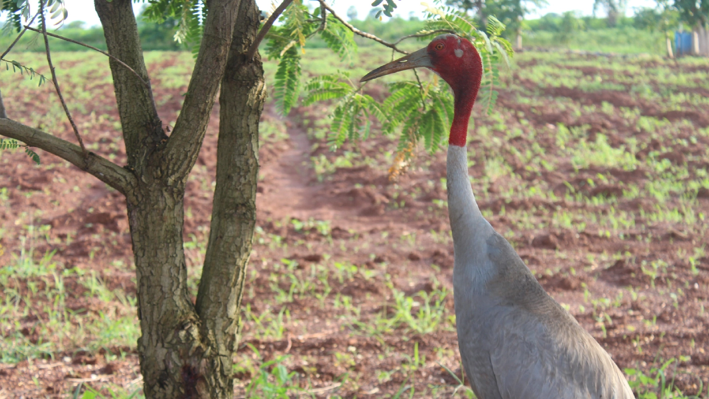 นกกระเรียนหายากหากินกลางไร่ข้าวโพด ขอให้หน่วยงานจับปล่อยที่ปลอดภัย