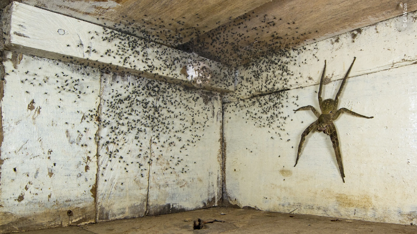 ภาพประกวดชนะรางวัล ที่ชวนให้ขนหัวลุก ภาพประกวดชนะรางวัล ที่ชวนให้ขนหัวลุก