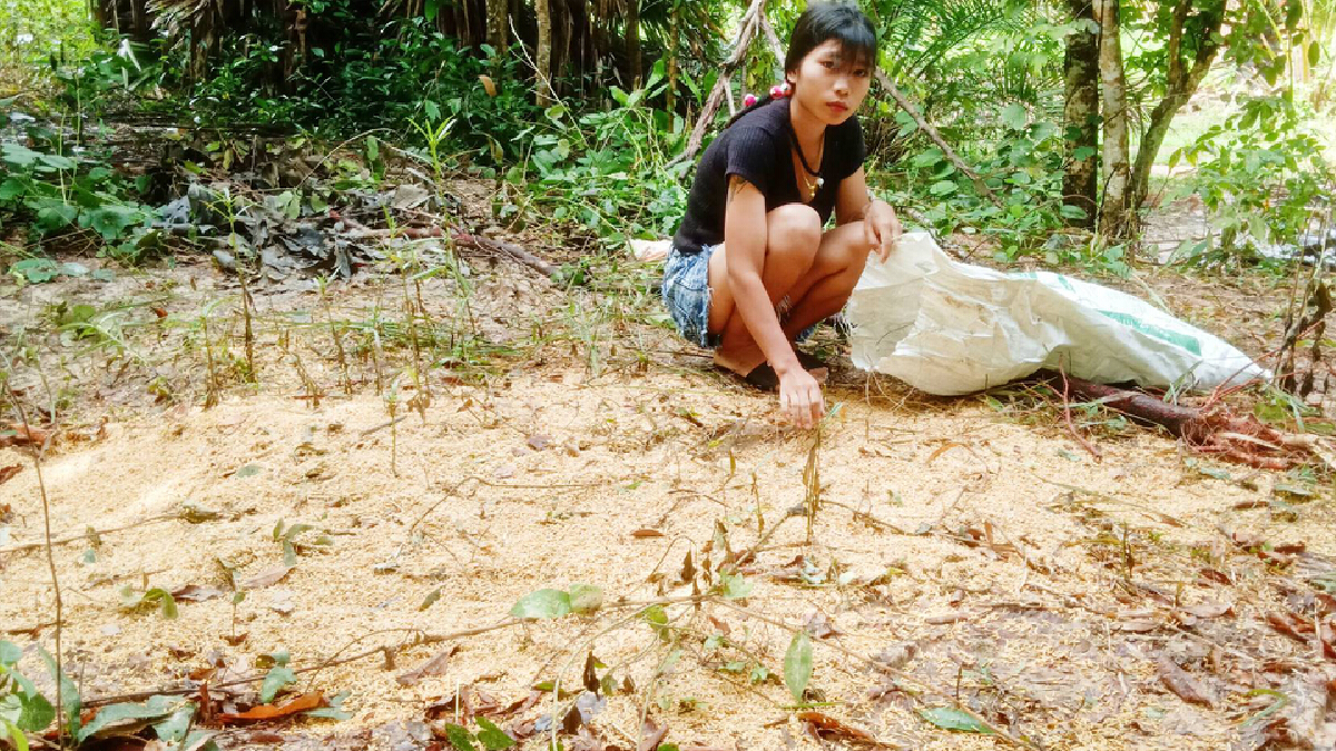 ชาวบ้านร้องทุกข์! โขลงช้างป่าทับลานย่องเงียบแอบกินข้าวเปลือกชาวบ้าน